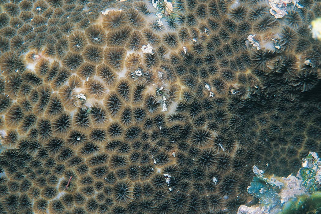 leptastrea purpurea in the ocean