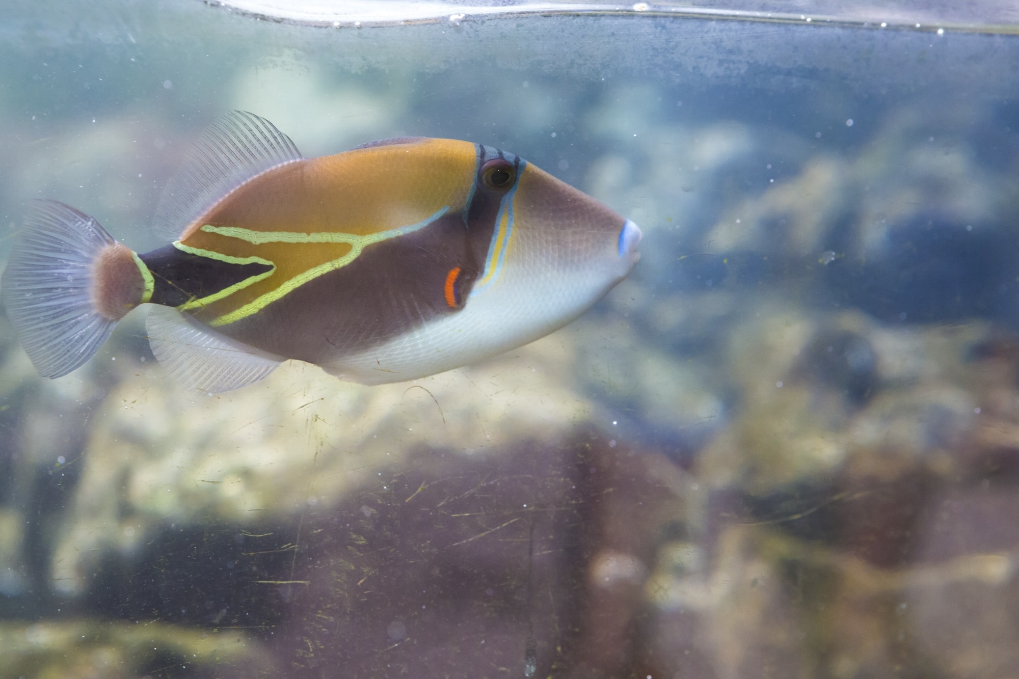 a humuhumunukunukuapuaa fish