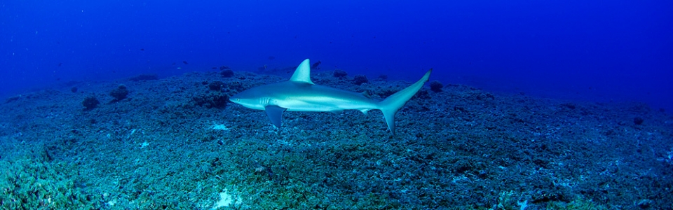 a shark in the water