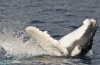 When is Whale Watching Season in Hawaii?