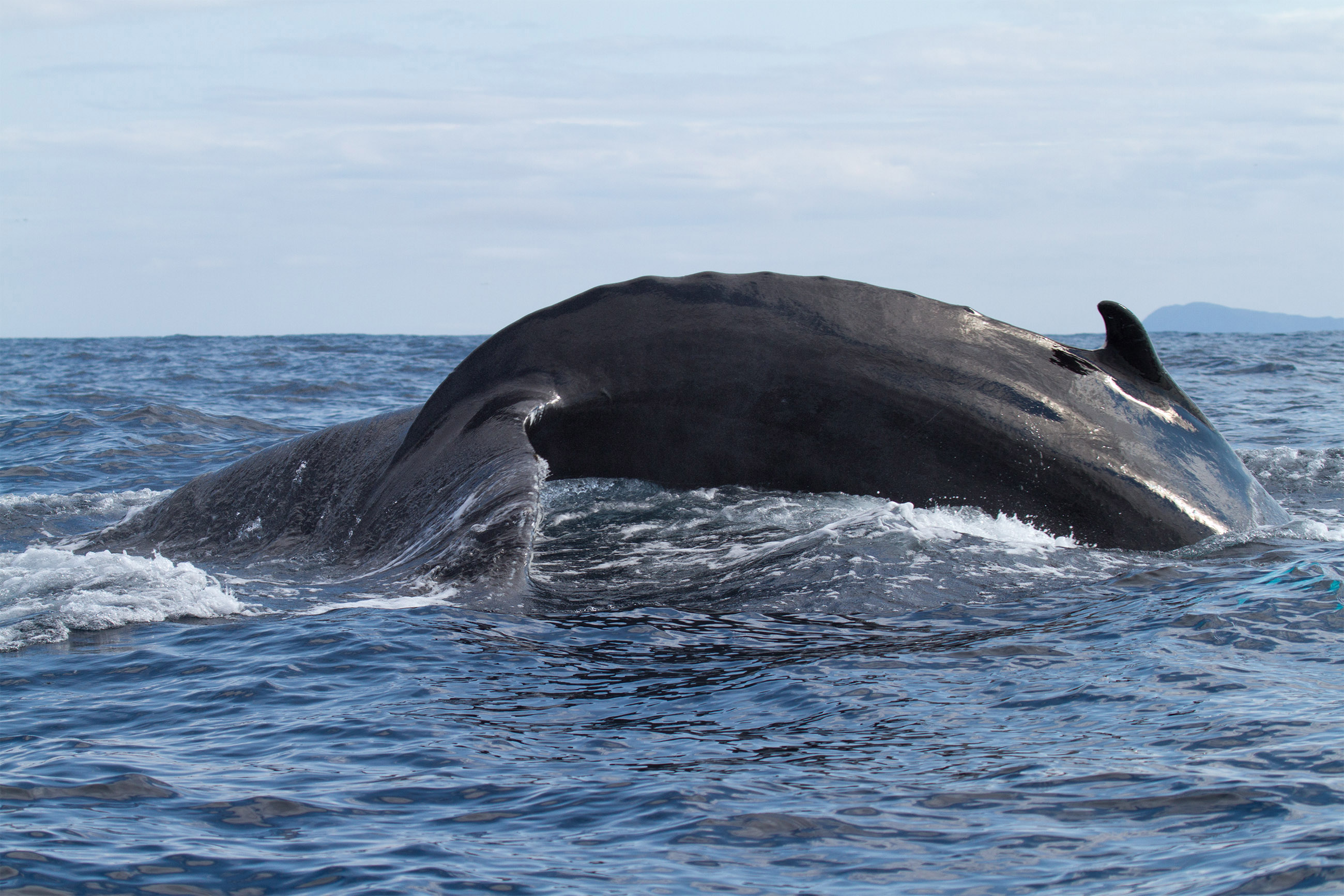 a whale playing in the ocean