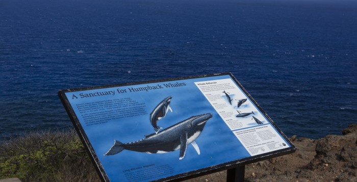 a plaque with information about humpback whales