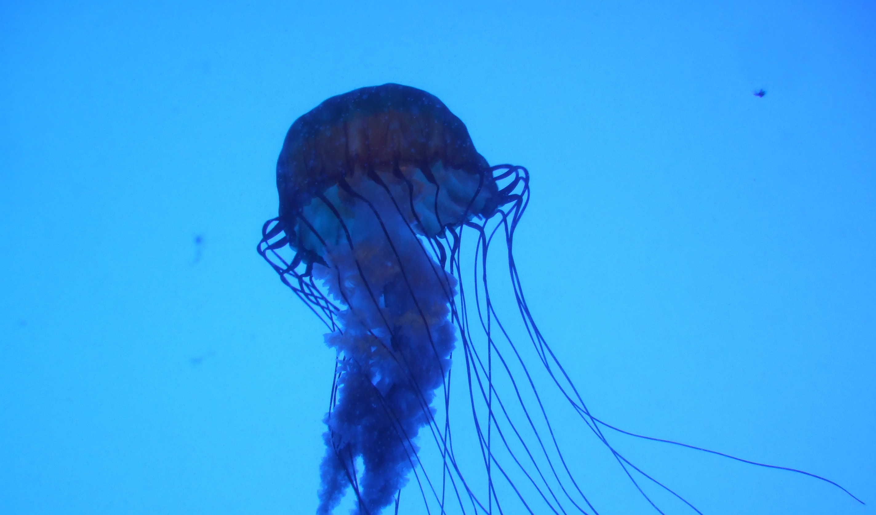 a box jellyfish underwater