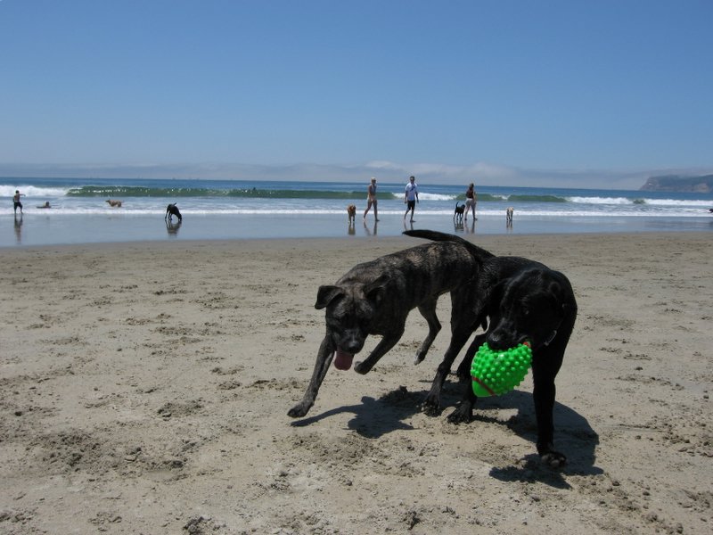 two dogs playing at the beach