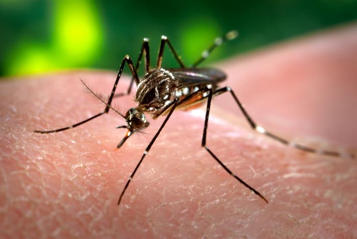 a mosquito on skin