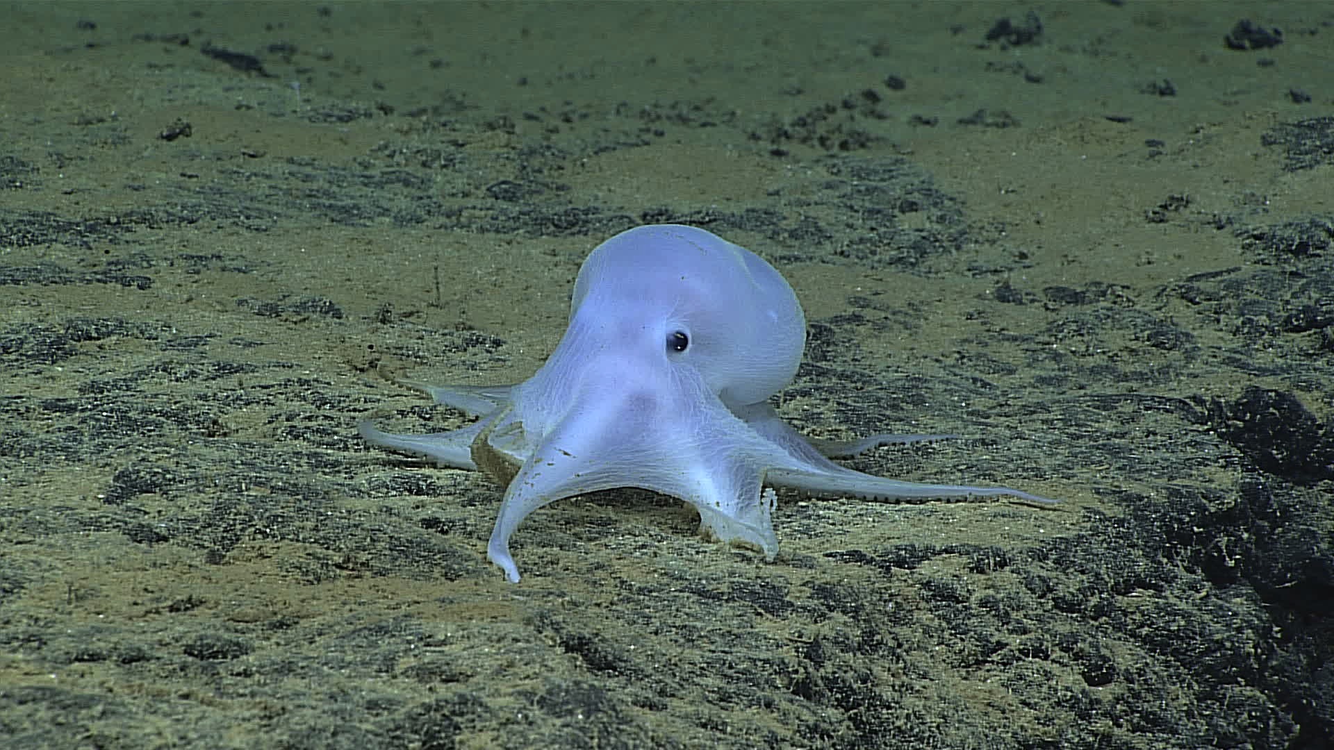 an octopod on the ocean floor