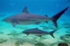 Top 10 Ways To Avoid a Shark Attack in Hawaii