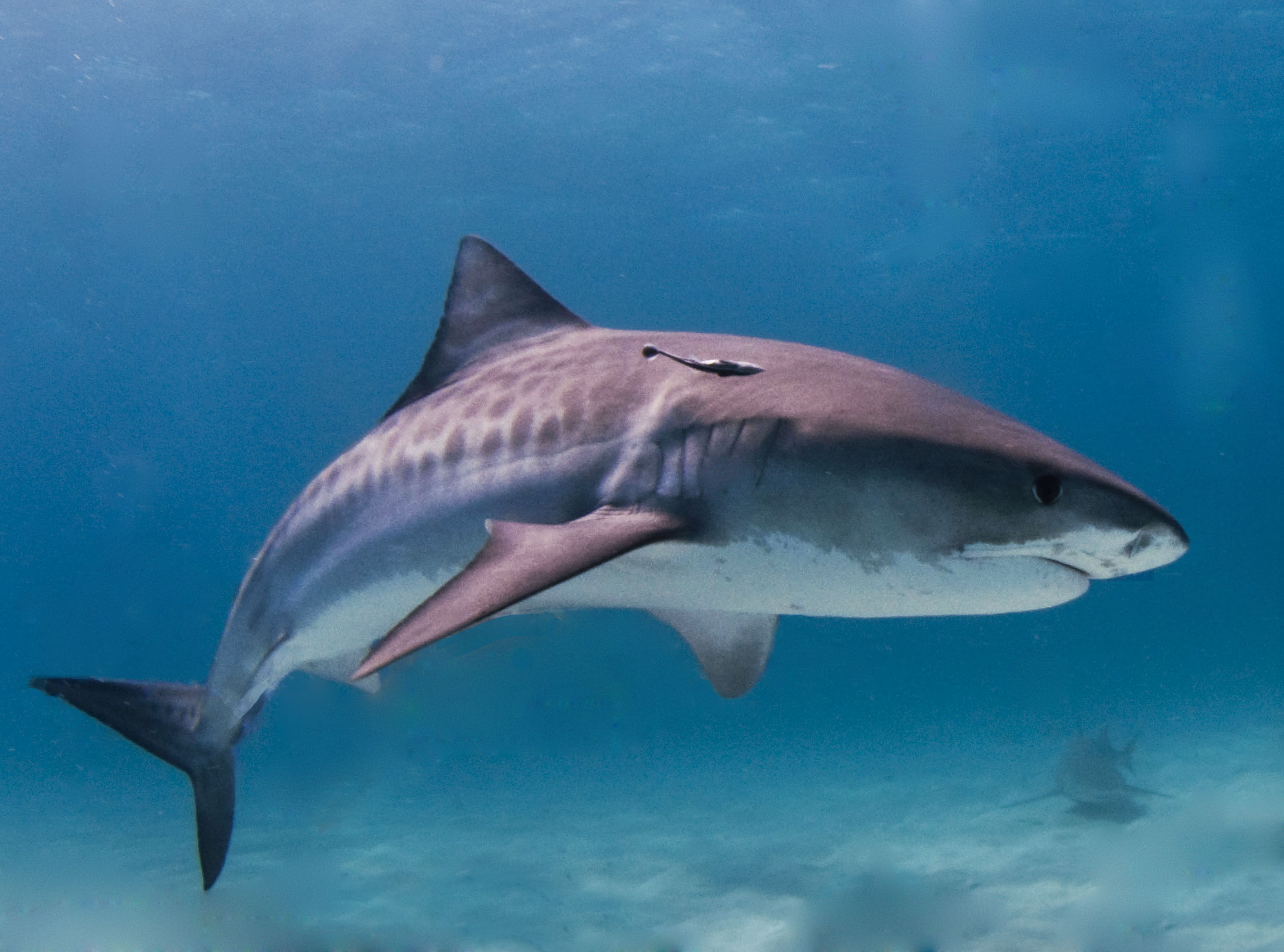 a tiger shark underwater