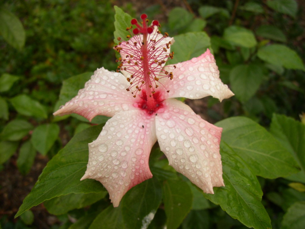 chinese hibiscus flower