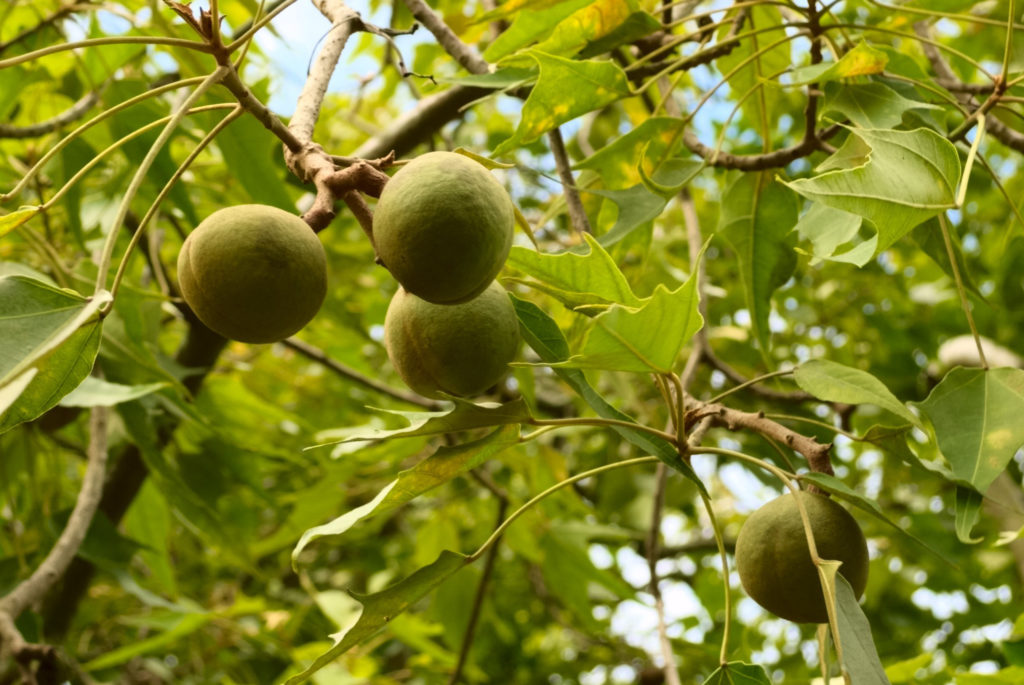 kukui nuts on a branch