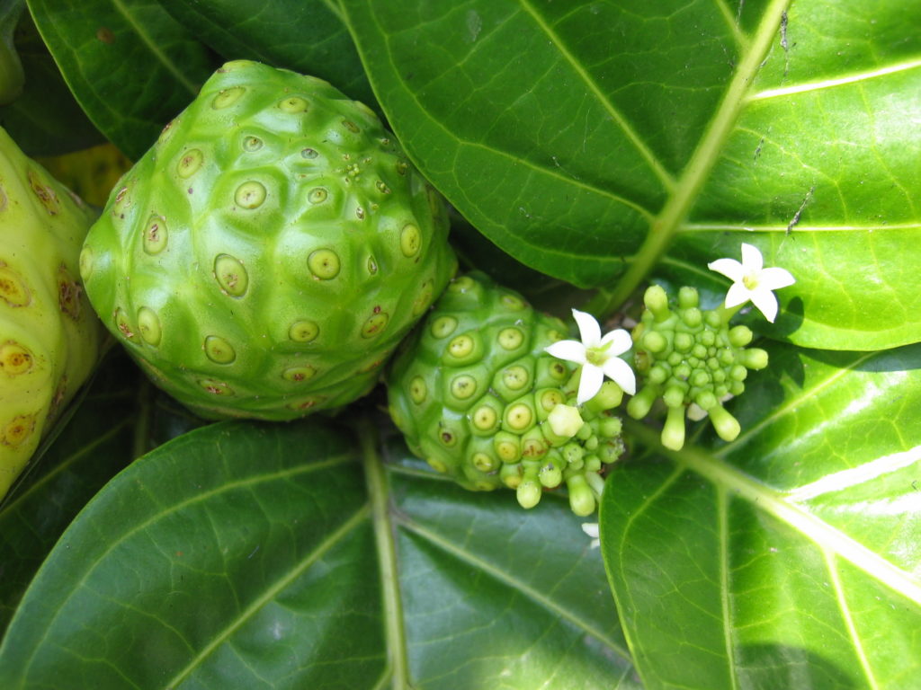 the noni fruit on a tree