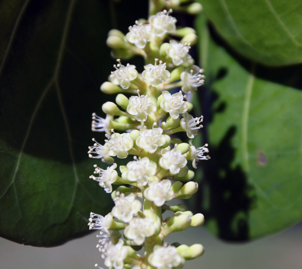 sea grapes plant