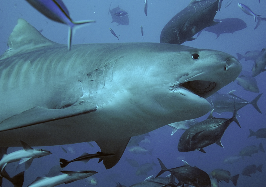 a tiger shark swimming with other fish surrounding it