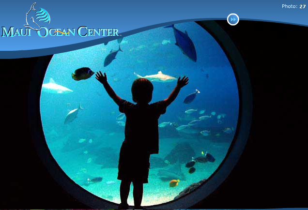 a boy looking at an aquarium