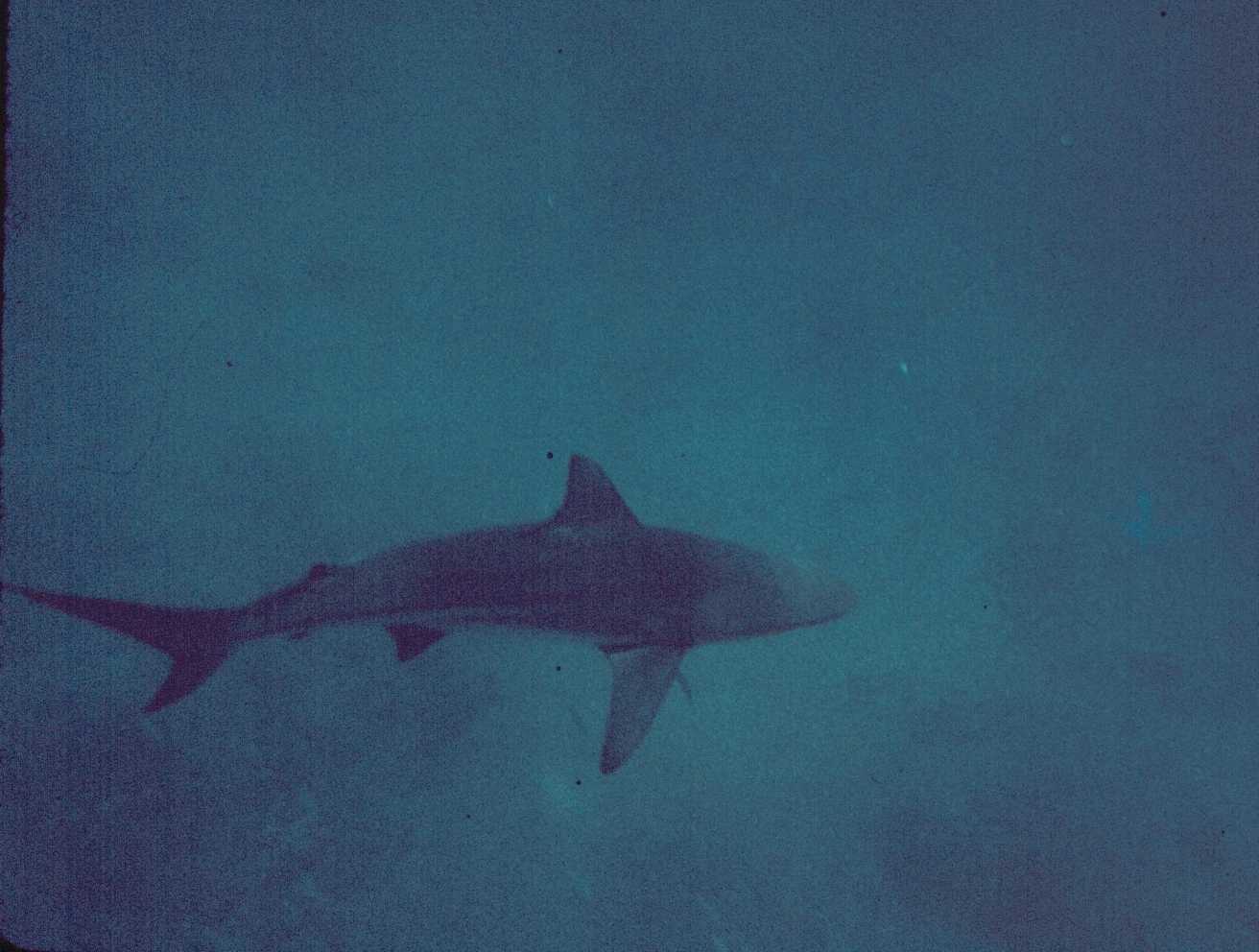 a shark swimming in murky water