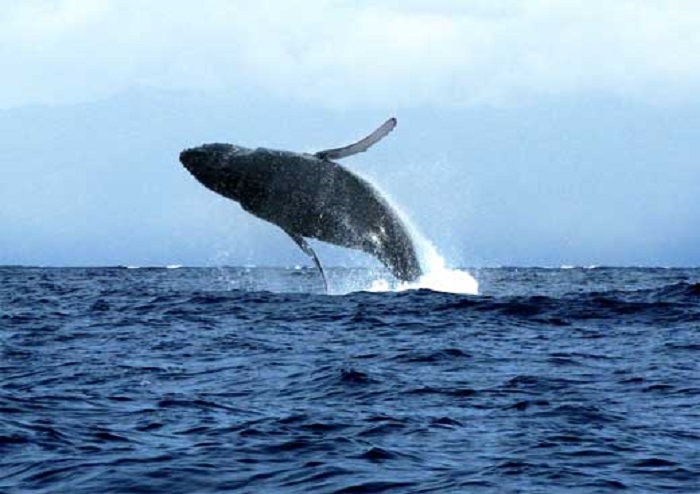 Humpback whale breaching