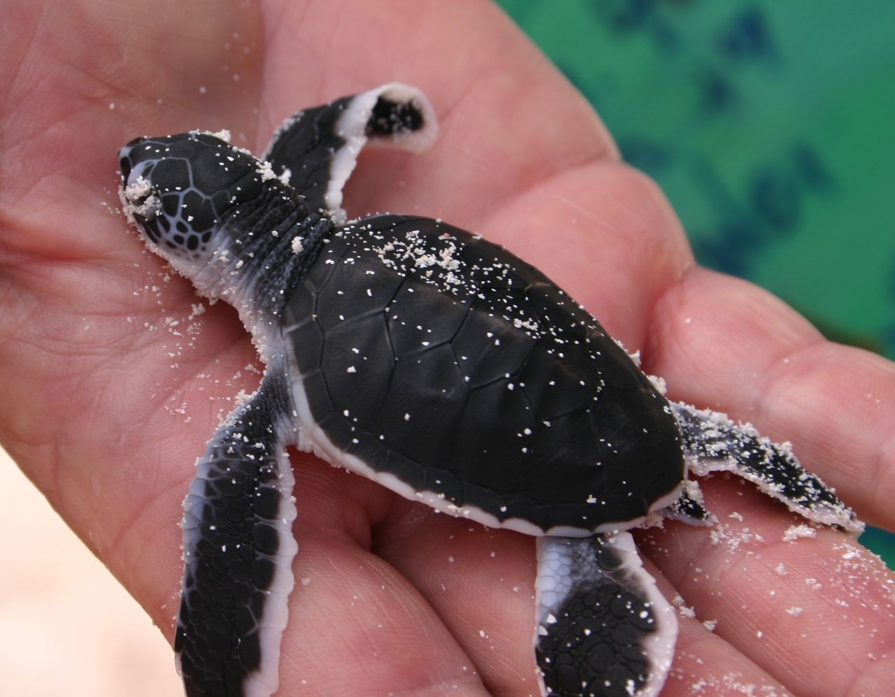 Baby sea turtle in a hand