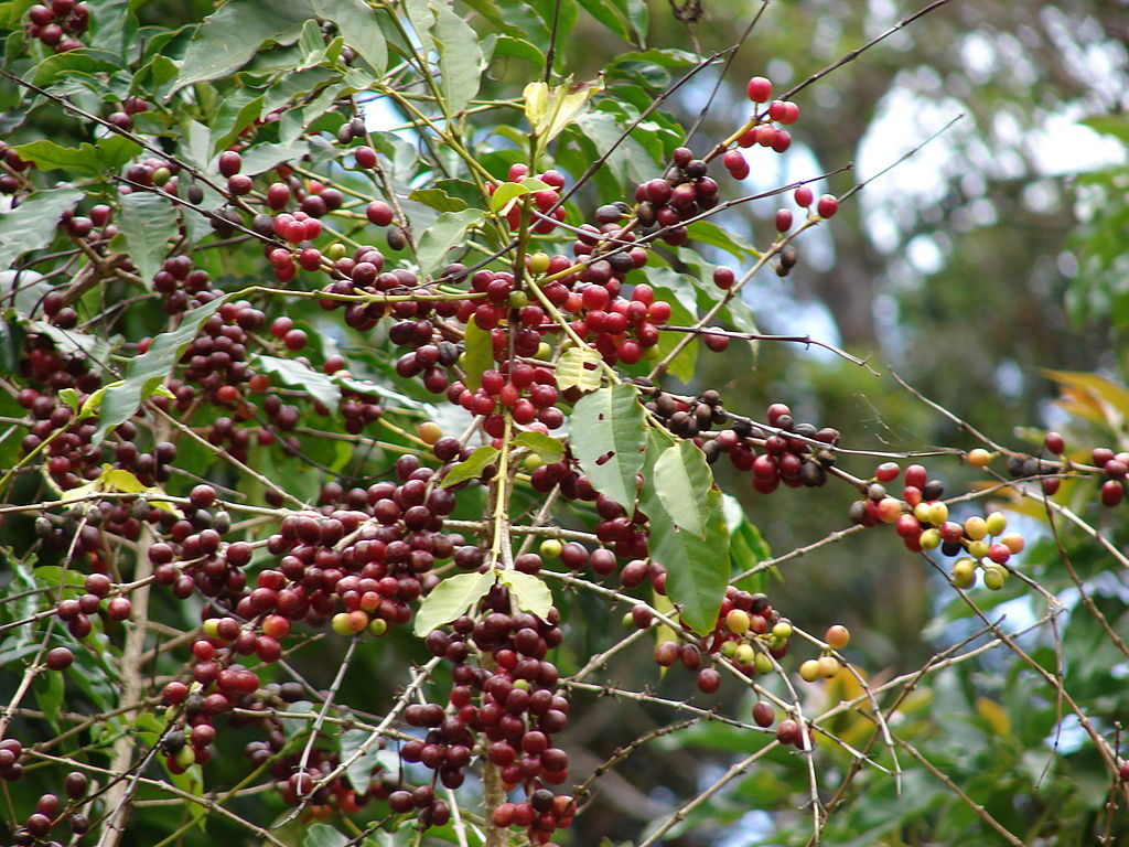 Closeup of coffee beans