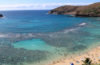 Fish of Hanauma Bay: Be on the Lookout!