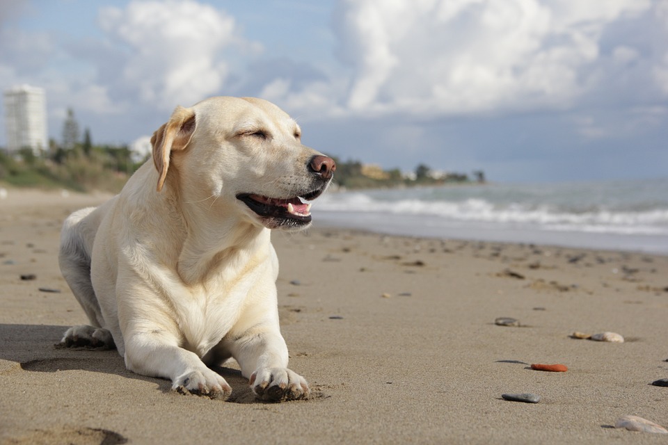 Dog on the beach