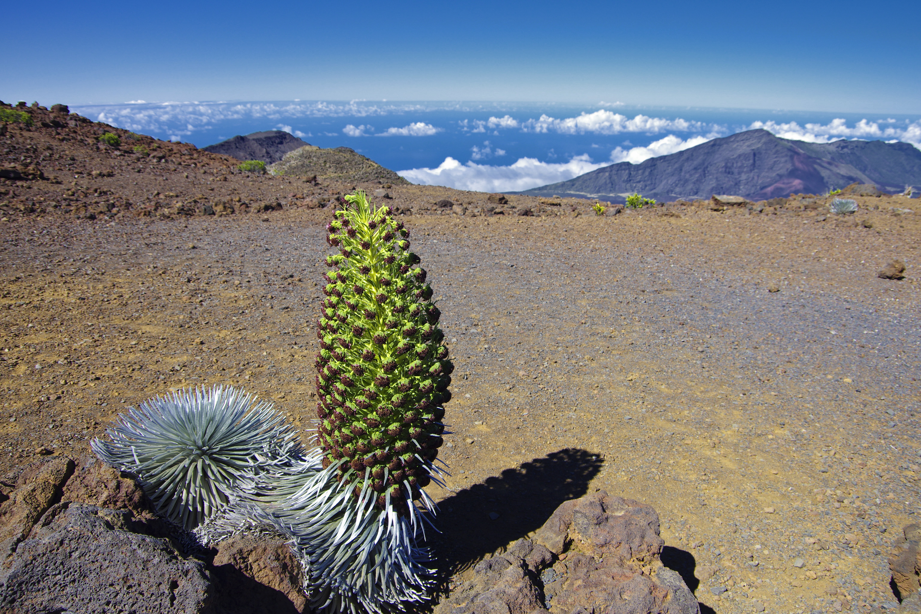 Silver sword plant at Haleakala