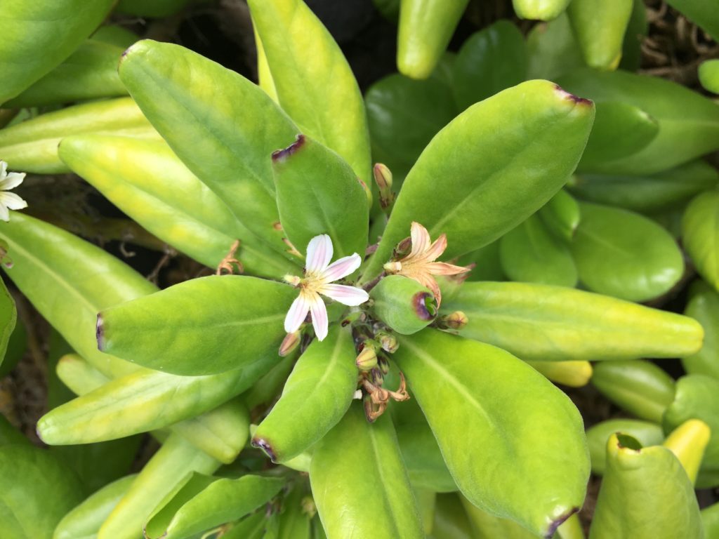 a naupaka flower