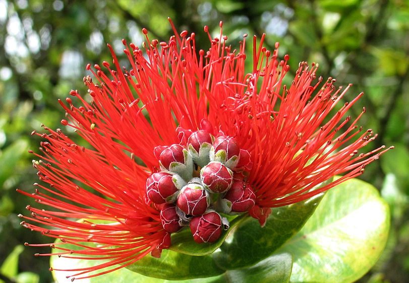 a red lehua flower