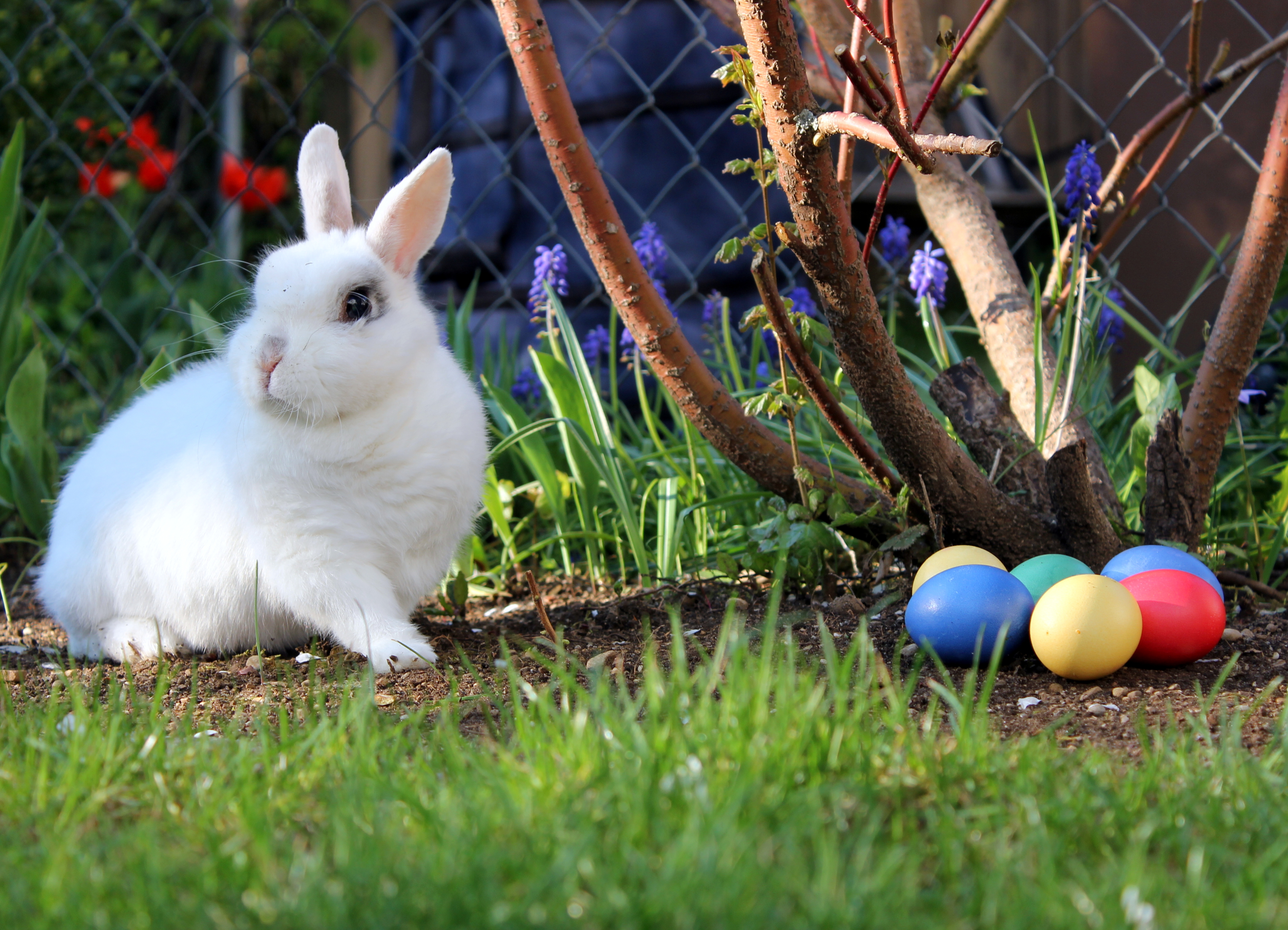 Bunny next to Easter eggs