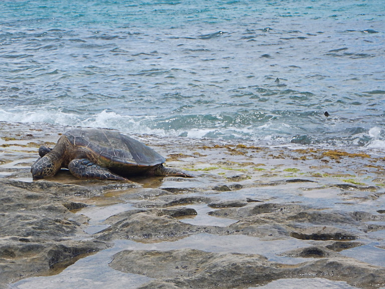 Hawaiian Green Sea Turtle