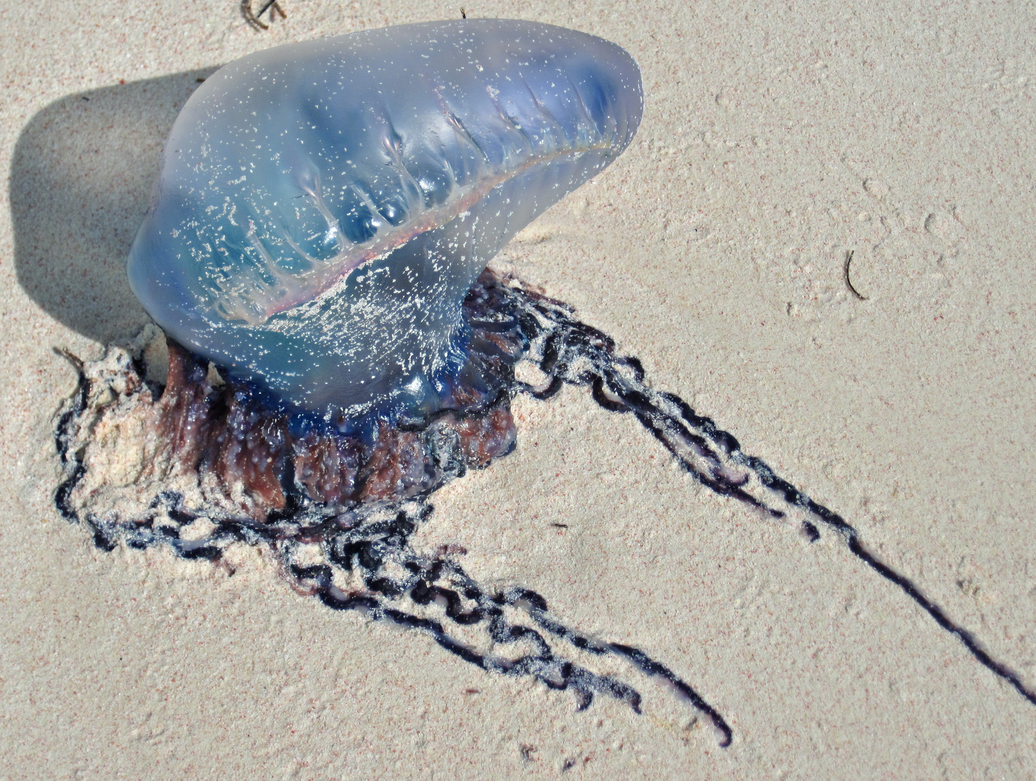 Portuguese Man of War jellyfish on beach