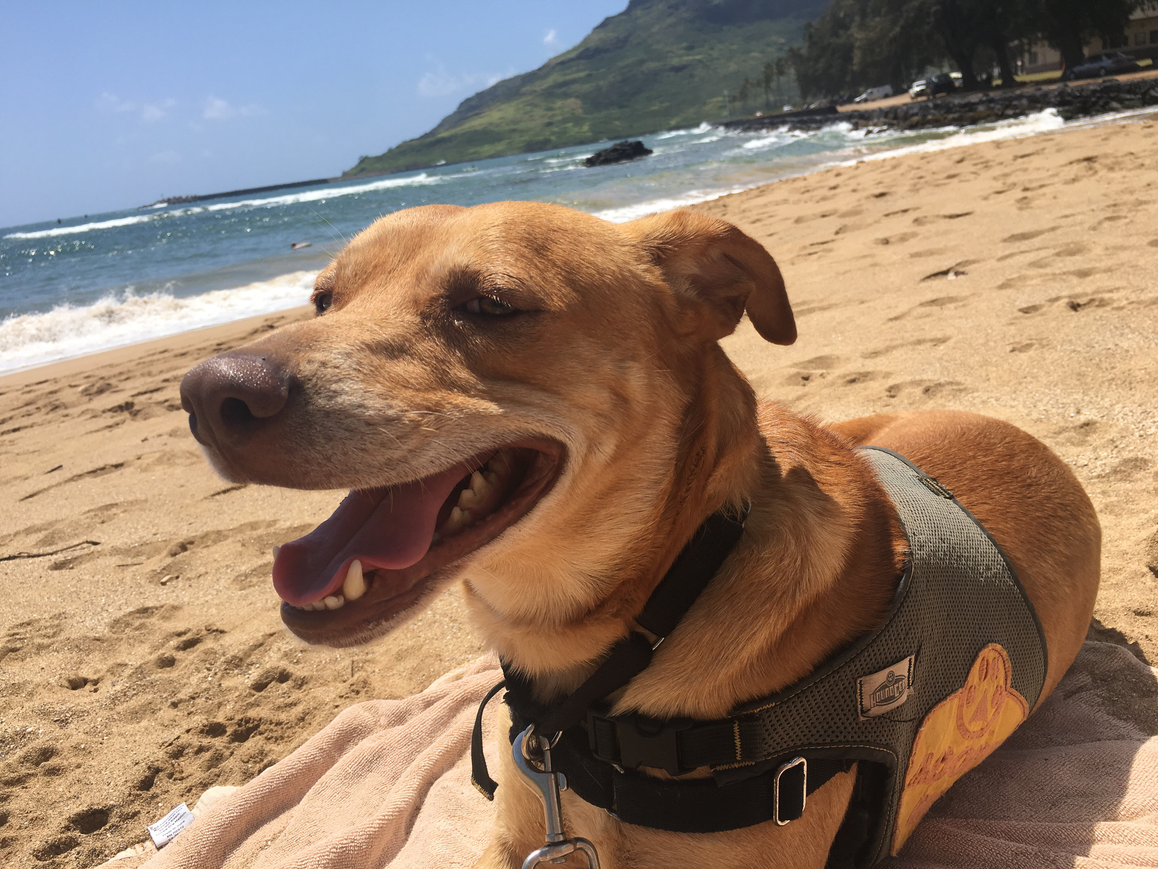 Through the Kauai Humane Society, you can take a shelter dog on a field trip during your vacation on Kauai.