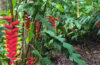 Waimea Falls Hike: The Best The Best Kid Friendly Hike in Oahu