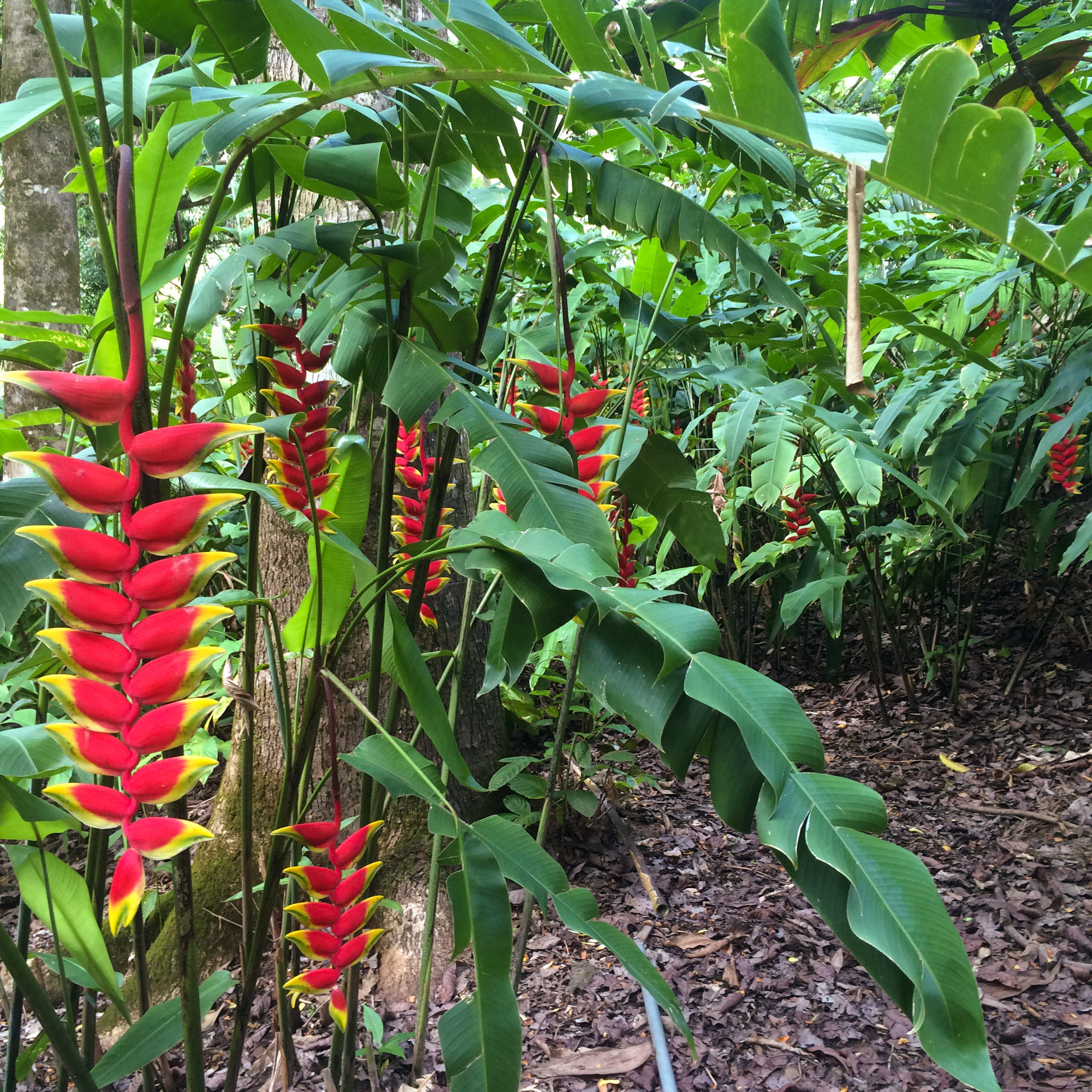 Waimea Falls Hike