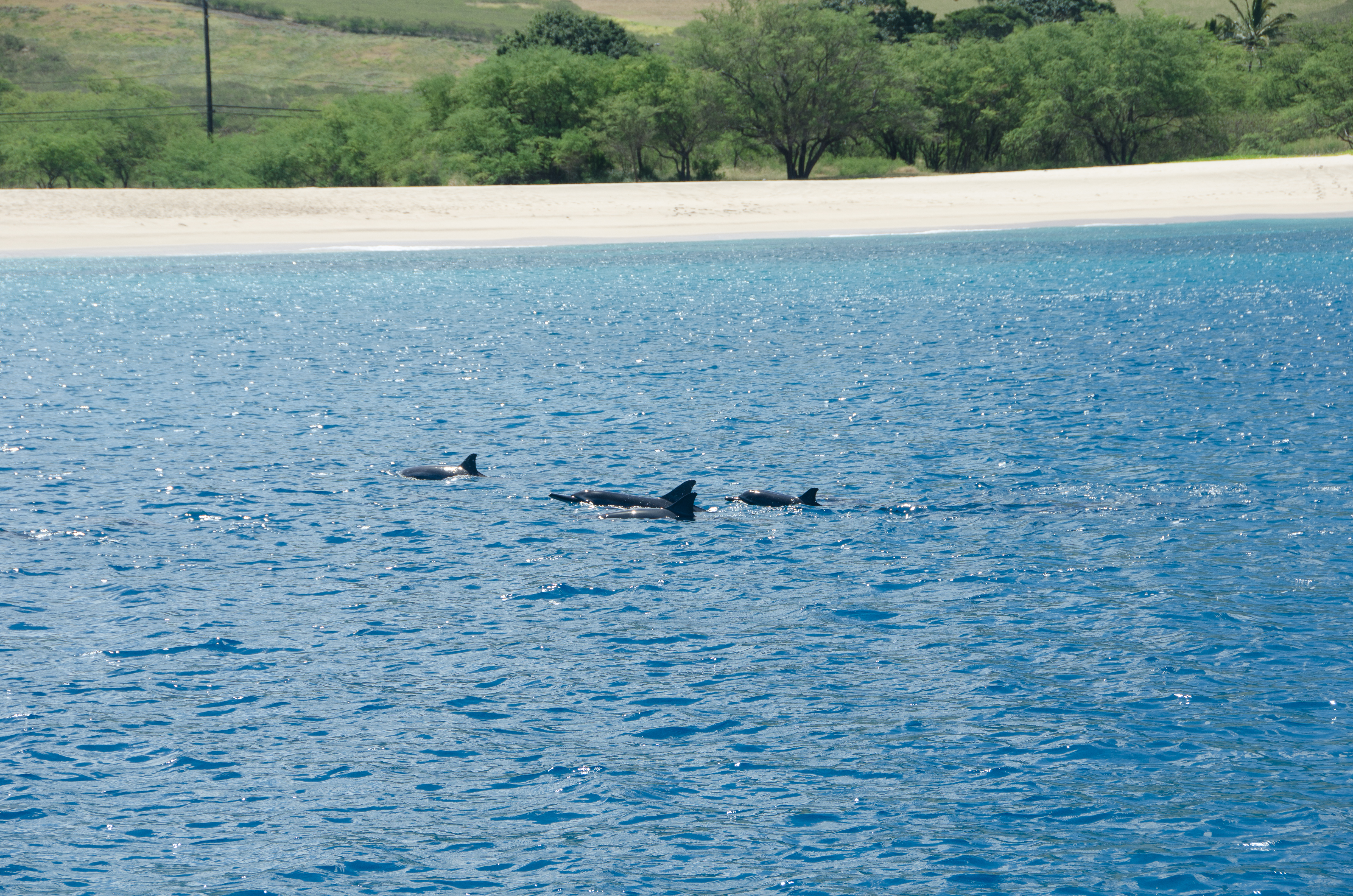 I saw so many dolphins on the Dolphin Watch Eco Tour!