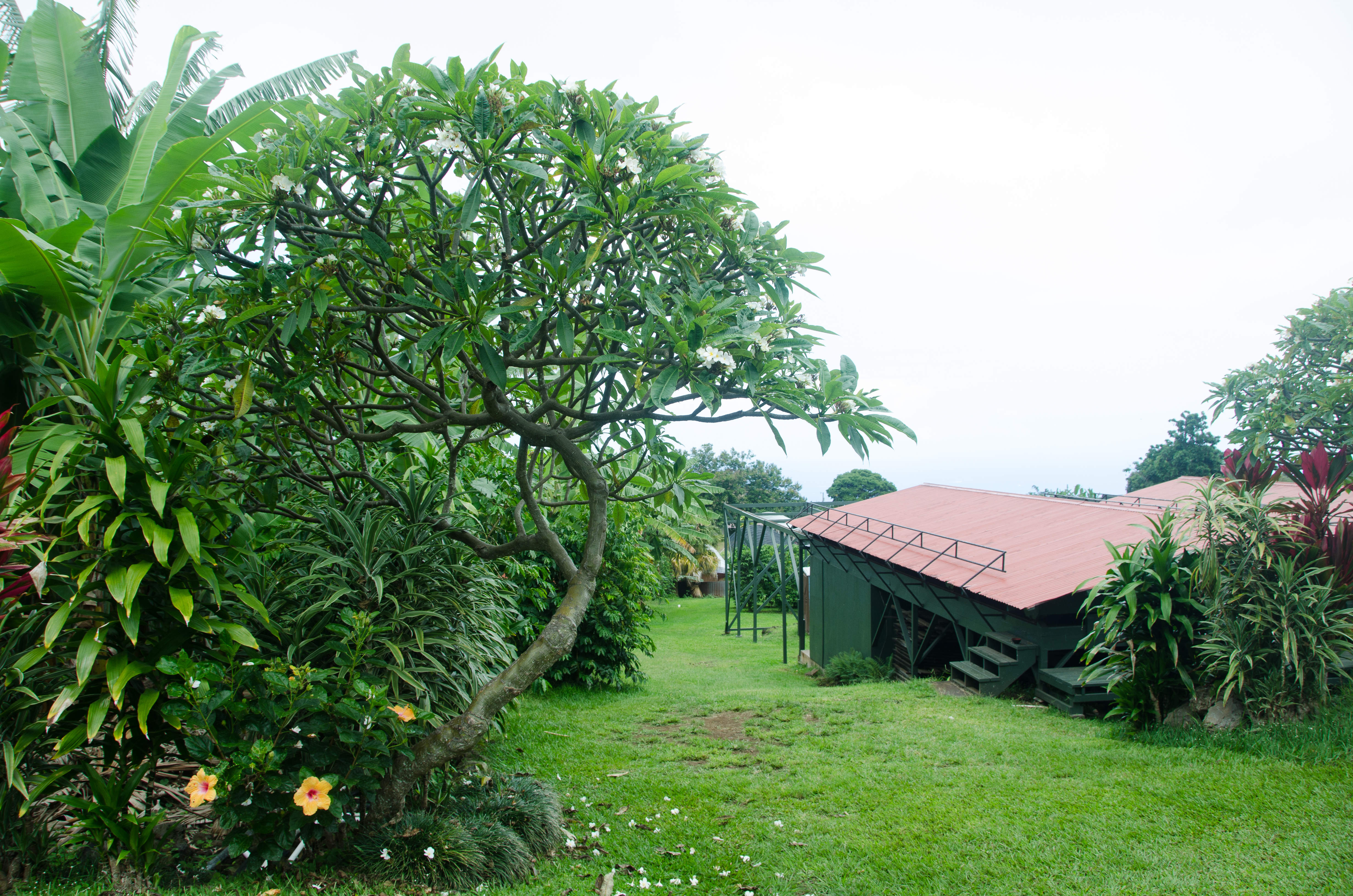 Greenwell Farms in Kona, Hawaii - free thing to do in Hawaii