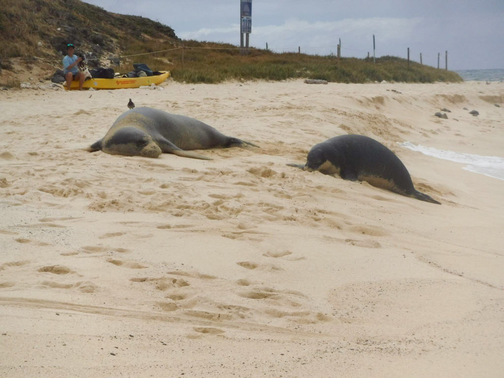 monk seal and her pup lying on the beach.