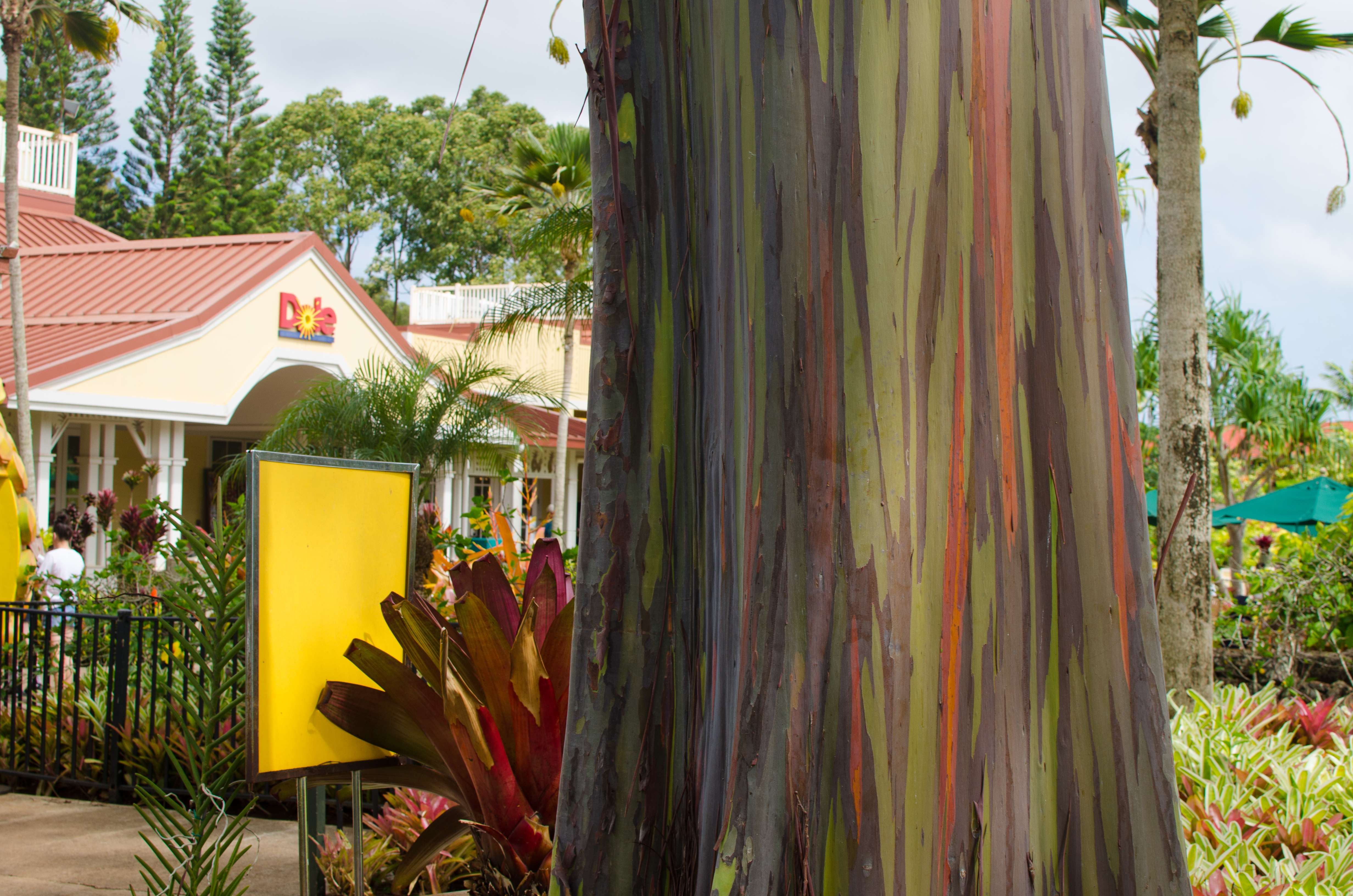 Don't miss these brightly colored rainbow eucalyptus trees during your visit to the Dole Plantation.