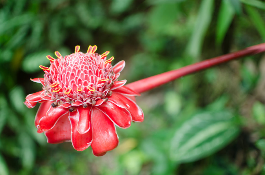 The many beautiful and brightly colored flowers in the Hawaii Tropical Botanical Garden makes this a must-do for any visitor to the Big Island.