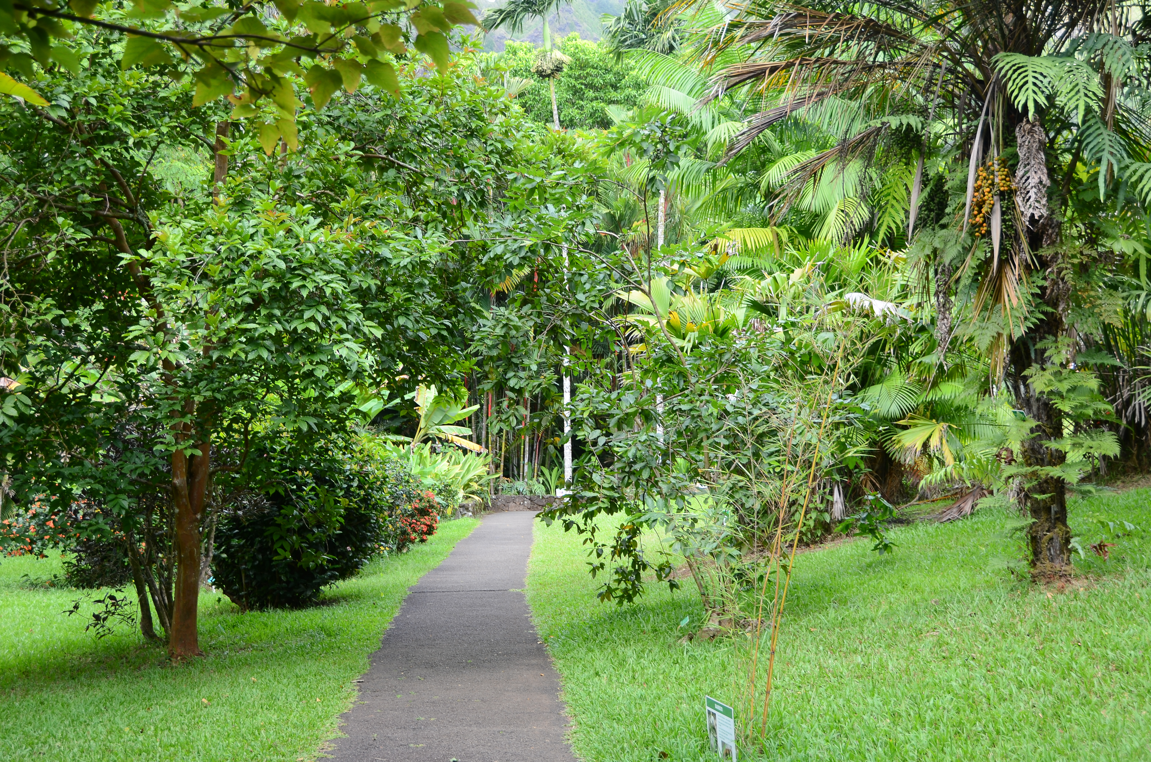 Hoʻomaluhia Botanical Garden is a place of peace and tranquility. Here, you can wander gardens, picnic at scenic overlooks, look at art, fish, camp, and paint.