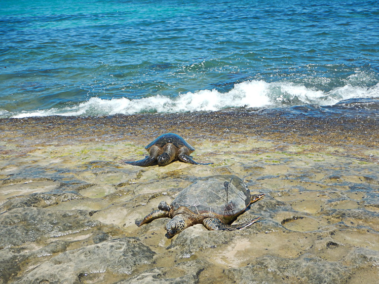 Hidden Gems of Oahu and North Shore Turtle Beach, Oahu Shore Excursion