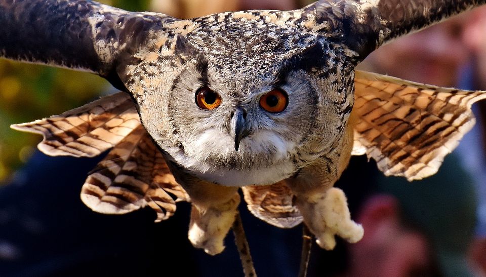 Are There Owls In Hawaii Hawaii Aloha Travel
