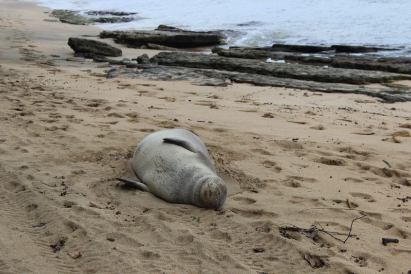 Hawaiian monk seal social media