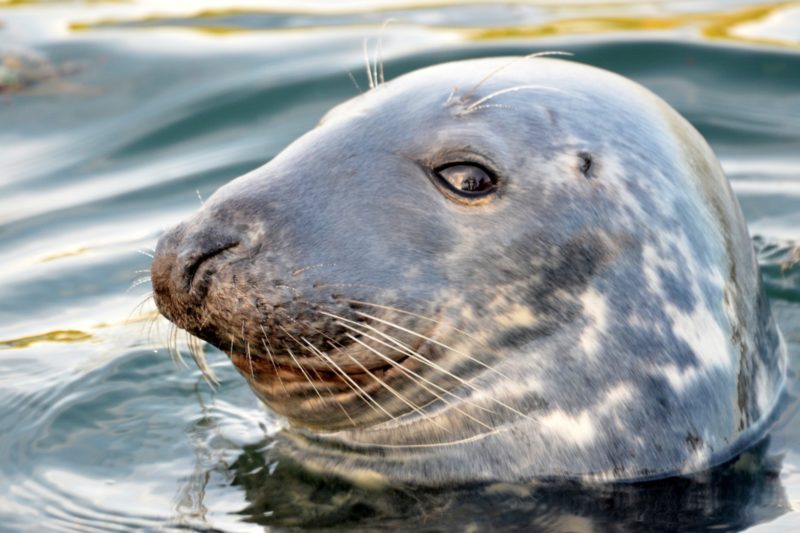 Hawaiian monk seal social media