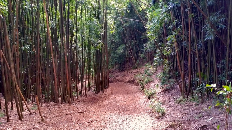 Path in bamboo forest leading to Manoa fall, Oahu Hawaii