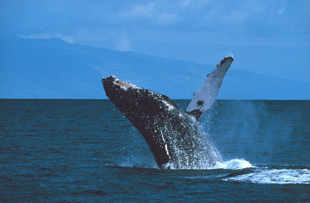 Humpback whale in Hawaii