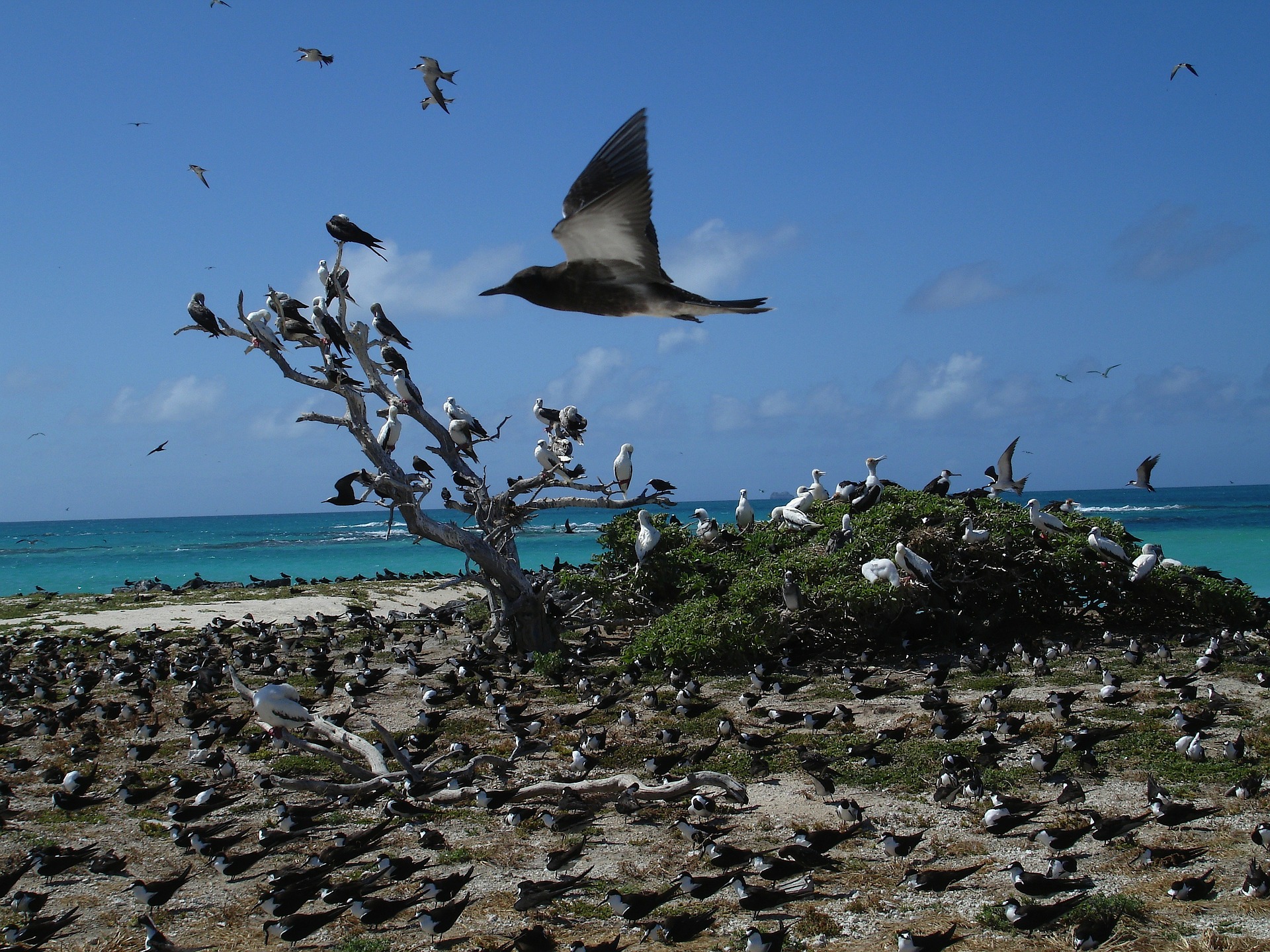 Multiple flock of birds on Rabbit Island Hawaii