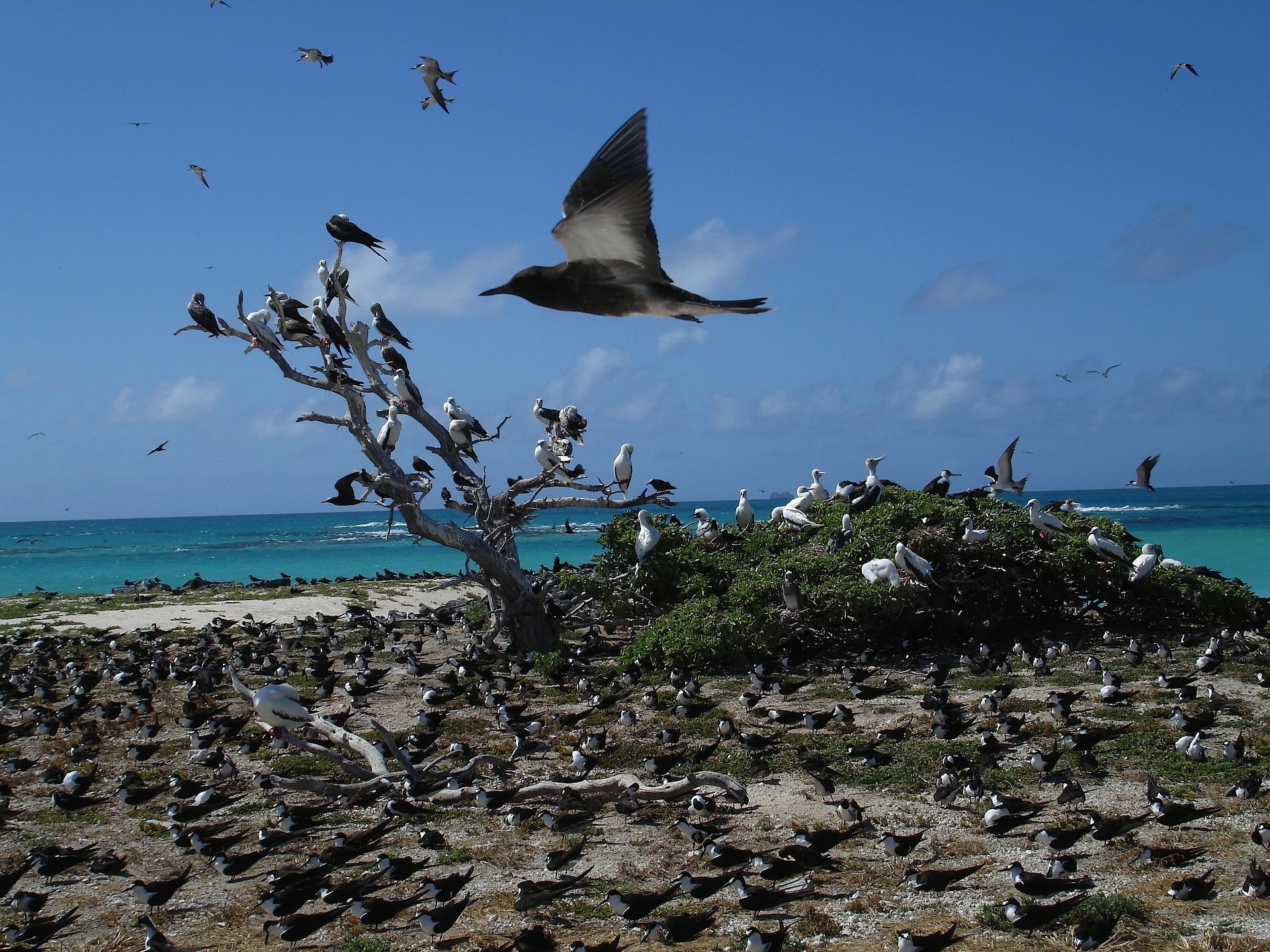 Multiple flock of birds on Rabbit Island Hawaii 