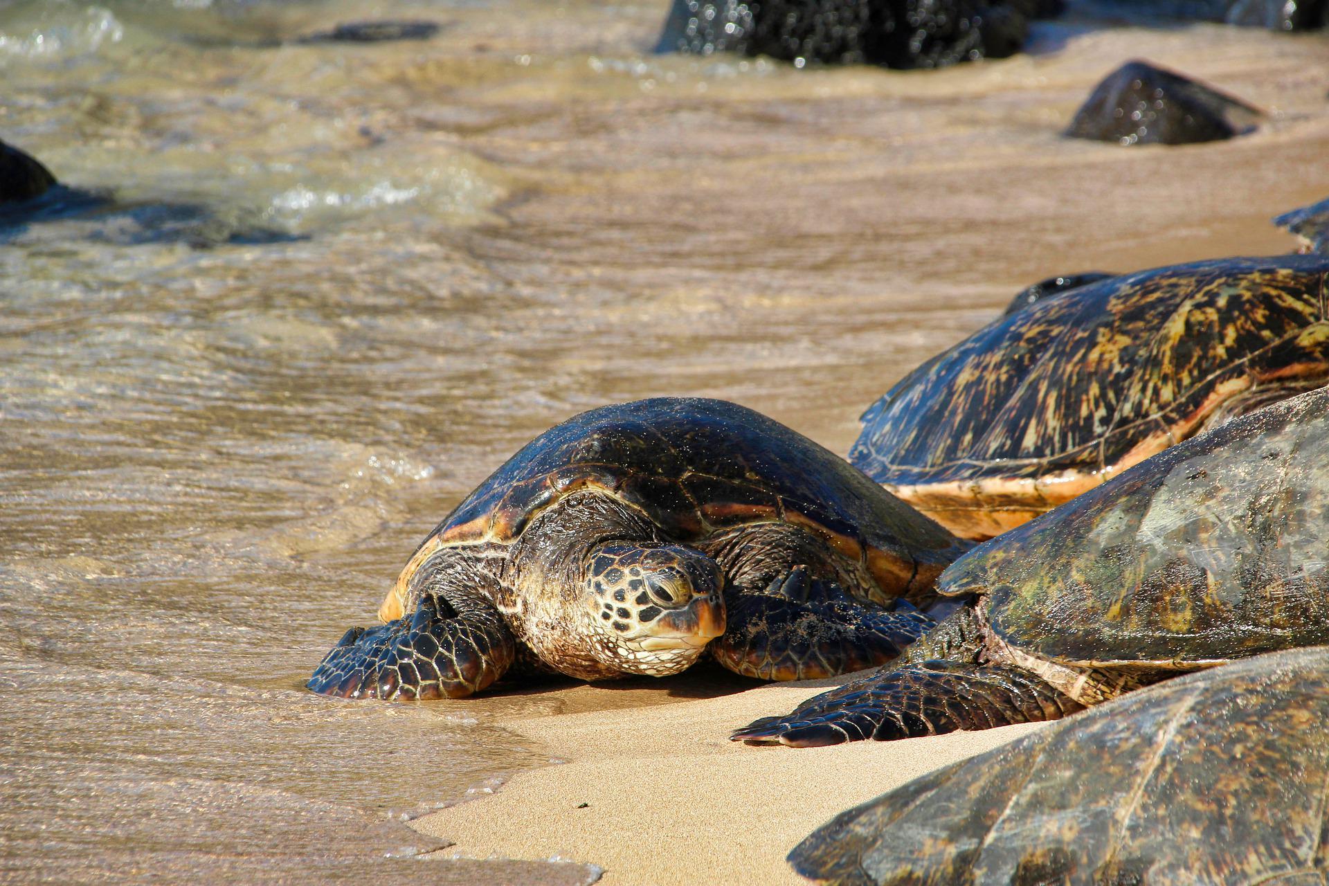 Turtles resting on Laniakea Beach 