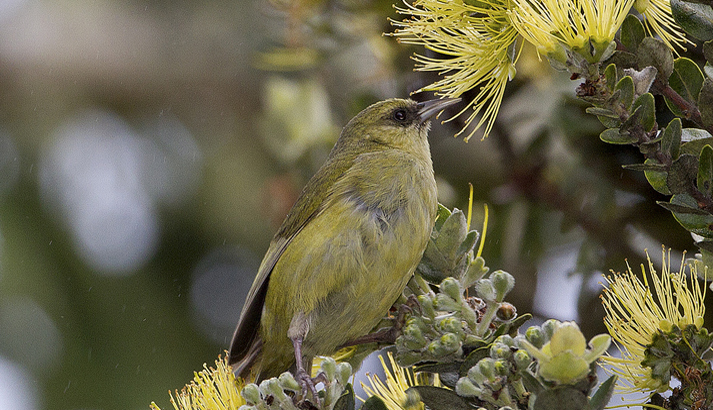 Beautiful bird in a tree in Hawaii