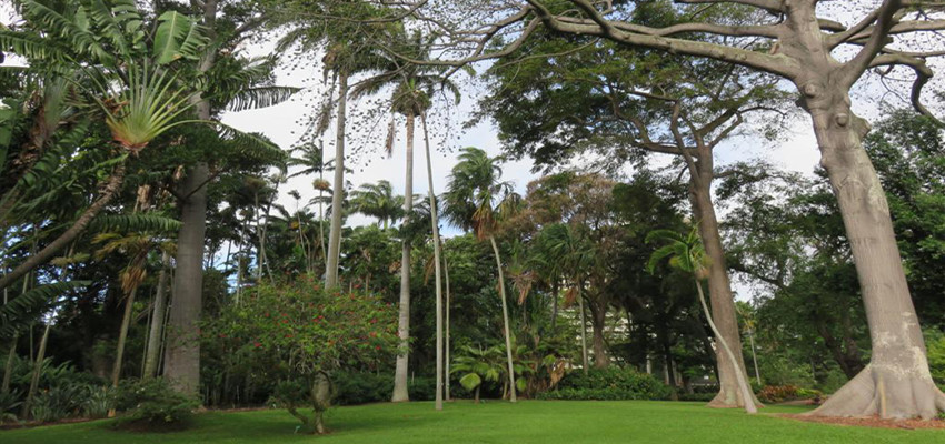 Several exceptional Honolulu's trees at Foster botanical gardens 